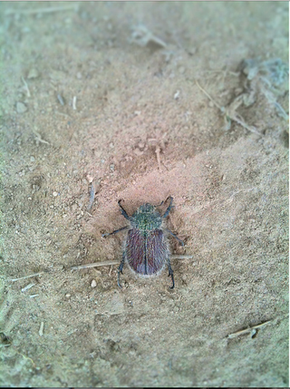 Illustration for article titled Shooting Challenge: Bugs Gallery (Part 1)